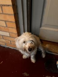 Found/Stray Male Dog last seen Near S.Chilton and W. Dobbs, Tyler, TX 75701