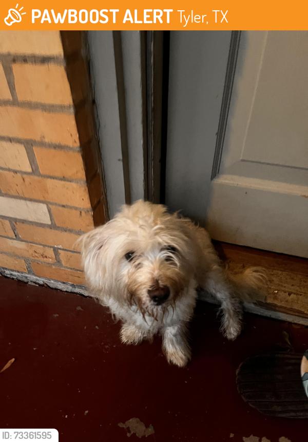 Found/Stray Male Dog last seen Near S.Chilton and W. Dobbs, Tyler, TX 75701