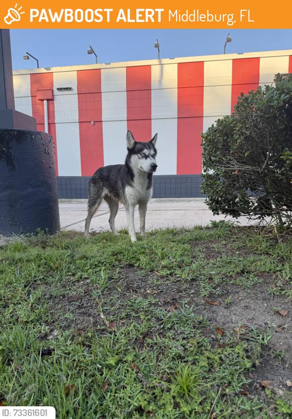 Found/Stray Unknown Dog last seen Near and Blanding, Middleburg, FL 32068