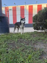 Found/Stray Unknown Dog last seen Near and Blanding, Middleburg, FL 32068
