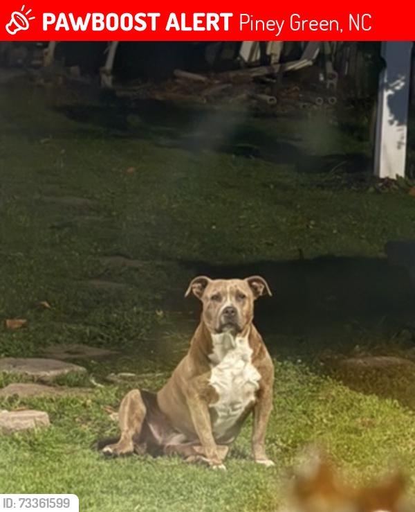 Lost Female Dog last seen Piney green, Piney Green, NC 28544