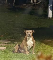 Lost Female Dog last seen Piney green, Piney Green, NC 28544