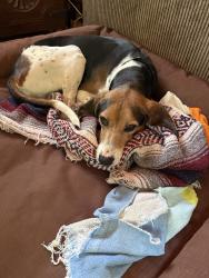 Reunited Male Dog last seen Williams Road, Fletcher, NC 28732