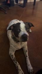 Lost Male Dog last seen 10th St and Judd, Tempe, AZ 85281