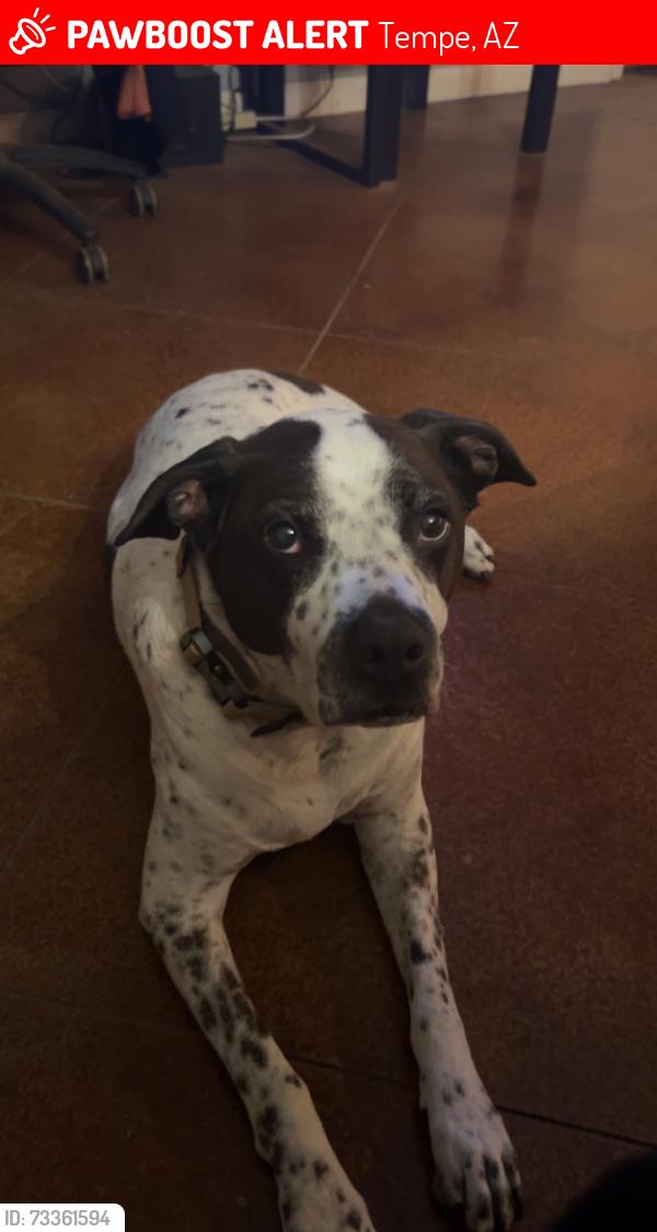 Lost Male Dog last seen 10th St and Judd, Tempe, AZ 85281