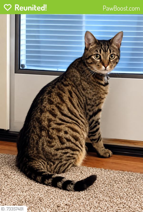 Reunited Male Cat last seen Near Magnolia Drive, Leola, PA 17540, Leola, PA 17540
