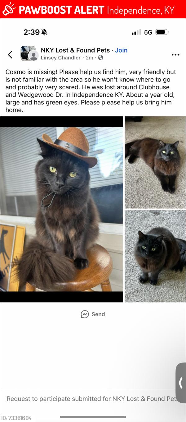 Lost Male Cat last seen clbh dr, Independence, KY 41051