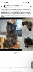 Lost Male Cat last seen clbh dr, Independence, KY 41051