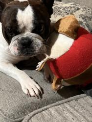 Reunited Male Dog last seen Pamela drive and Ray Krebbs drive, La Vergne, TN 37086