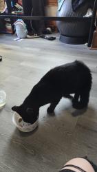 Found/Stray Male Cat last seen Stroudsburg, Stroudsburg, PA 18360