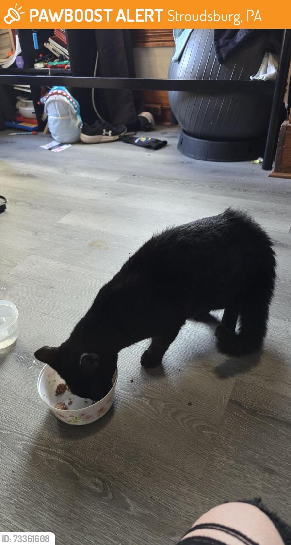 Found/Stray Male Cat last seen Stroudsburg, Stroudsburg, PA 18360