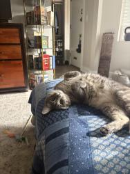 Reunited Male Cat last seen N wood street, Chicago, IL 60622