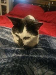 Reunited Male Cat last seen Appalachee pkwy, Tallahassee, FL 32311