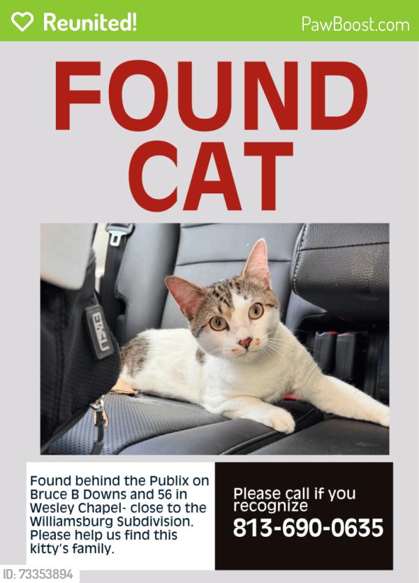 Reunited Unknown Cat last seen Bruce B Downs and 56 - Behind Publix near Williamsburg Subdivision, Bruce B Downs Blvd, FL 33647