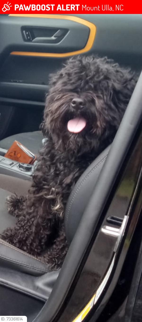 Lost Male Dog last seen Near Triplett Rd, Mount Ulla, NC 28125