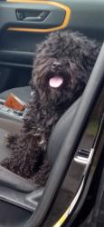 Lost Male Dog last seen Near Triplett Rd, Mount Ulla, NC 28125