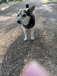 Lost Male Dog last seen Maybe seen on River Road, Newton, NC 28602