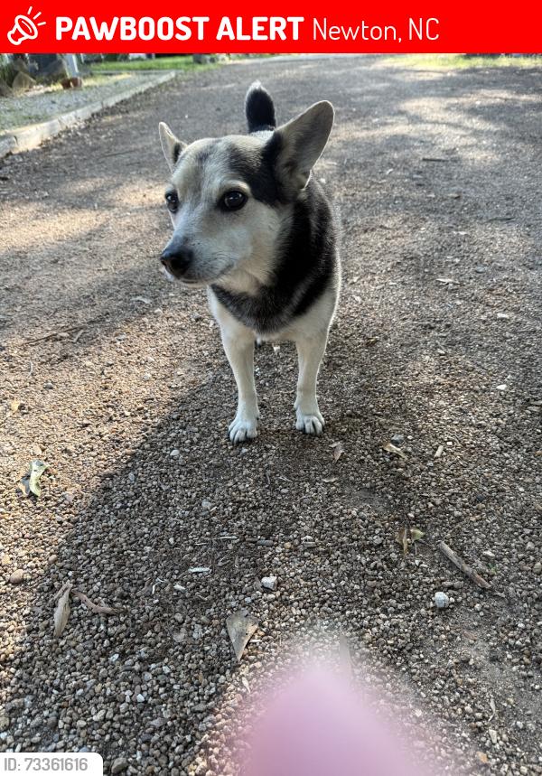 Lost Male Dog last seen Maybe seen on River Road, Newton, NC 28602