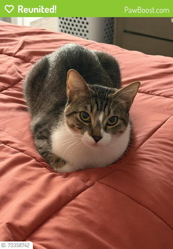 Reunited Female Cat last seen Hermitage and Magnolia, Los Angeles, CA 91607