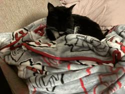 Reunited Male Cat last seen Lenola And near Delores Drive, Cinnaminson, NJ 08077