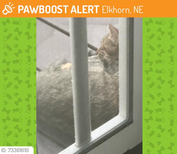 Found/Stray Unknown Cat last seen F STREET/E STREET ELKHORN, Elkhorn, NE 68022
