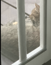 Found/Stray Unknown Cat last seen F STREET/E STREET ELKHORN, Elkhorn, NE 68022