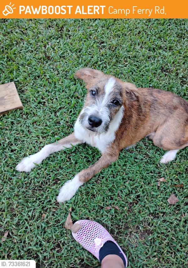 Found/Stray Male Dog last seen State line grocery, Camp Ferry Rd,  28114