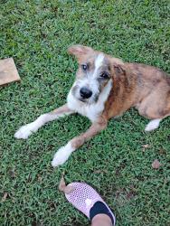Found/Stray Male Dog last seen State line grocery, Camp Ferry Rd,  28114