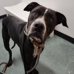 Shelter Stray Male Dog last seen , 3607 N Armenia Ave, Tampa, FL 33607, USA