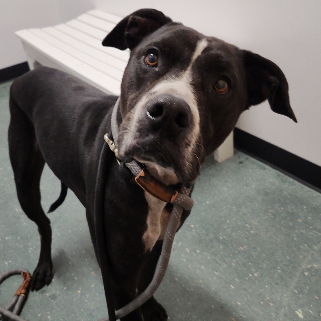Shelter Stray Male Dog last seen , 3607 N Armenia Ave, Tampa, FL 33607, USA