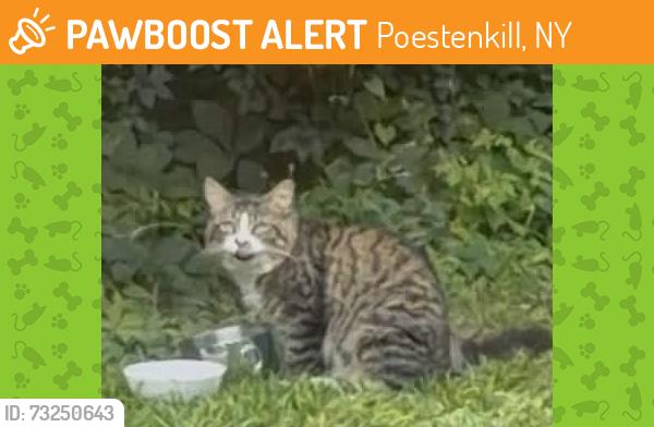Found/Stray Unknown Cat last seen Vosburgh rd and snake Hill, Poestenkill, NY 12018