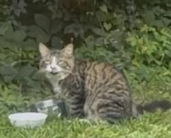 Found/Stray Unknown Cat last seen Vosburgh rd and snake Hill, Poestenkill, NY 12018
