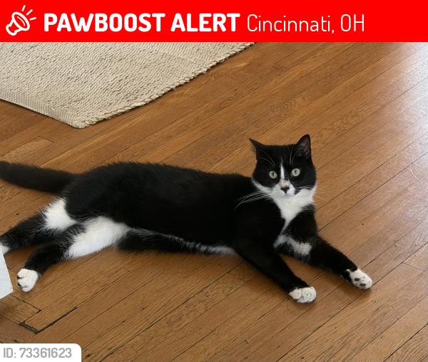 Lost Male Cat last seen Ault Park Ave., Cincinnati, OH 45208