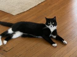 Lost Male Cat last seen Ault Park Ave., Cincinnati, OH 45208