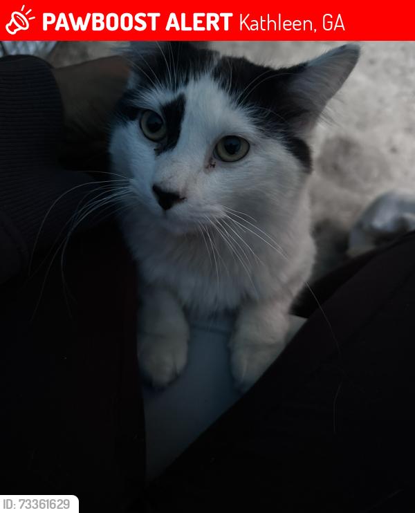 Lost Male Cat last seen Lowe’s, Goodwill, Woodlands, Lake Joy apmts, Kathleen, GA 31047