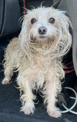 Found/Stray Female Dog last seen port st. lucie, Port St. Lucie, FL 34986