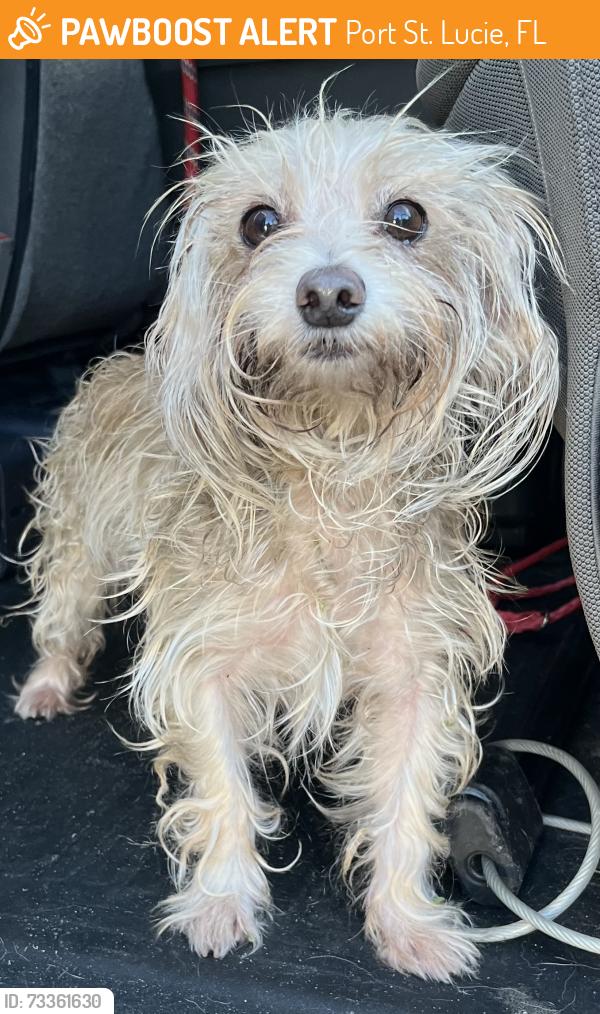 Found/Stray Female Dog last seen port st. lucie, Port St. Lucie, FL 34986