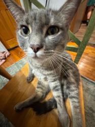 Reunited Male Cat last seen W arthur ave and N wayne AVE, Chicago, IL 60626