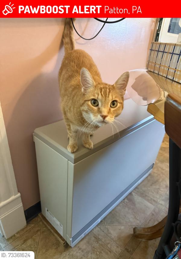 Lost Male Cat last seen Fifth Ave, Patton, PA 16668