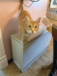 Lost Male Cat last seen Fifth Ave, Patton, PA 16668