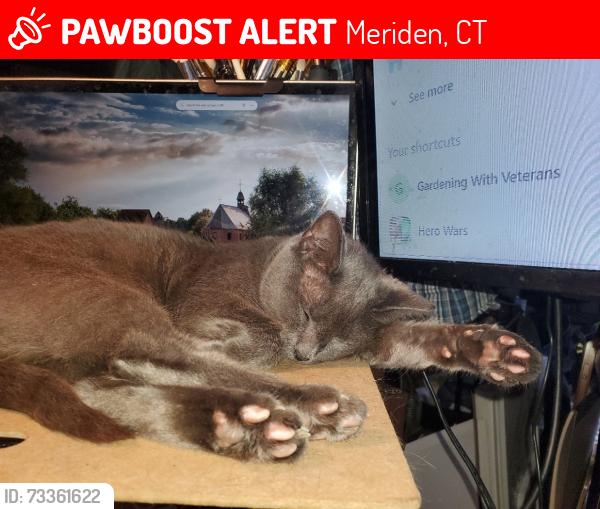 Lost Male Cat last seen Dayton Pl., Meriden, CT 06450
