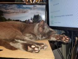 Lost Male Cat last seen Dayton Pl., Meriden, CT 06450