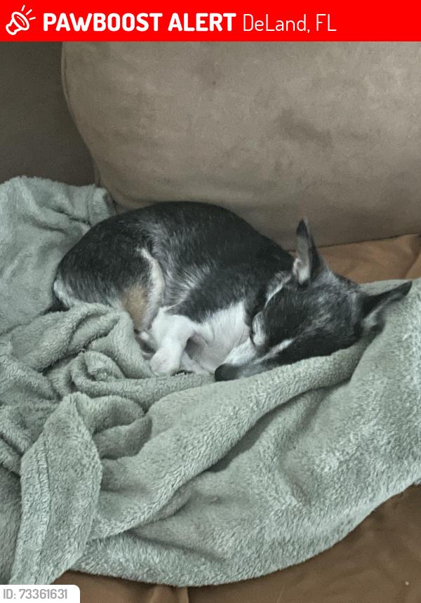 Lost Female Dog last seen Chris Ave and South Blue Lake, DeLand, FL 32724