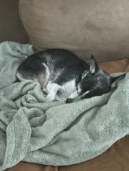 Lost Female Dog last seen Chris Ave and South Blue Lake, DeLand, FL 32724
