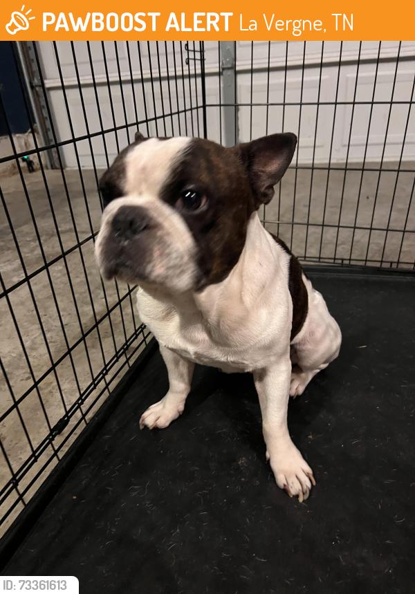Found/Stray Male Dog last seen Tom Hailey Blvd, La Vergne, TN 37086