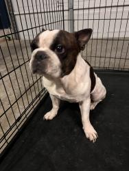 Found/Stray Male Dog last seen Tom Hailey Blvd, La Vergne, TN 37086