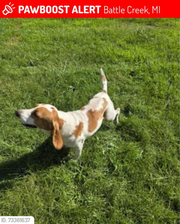 Lost Male Dog last seen M- 37, Battle Creek, MI 49037