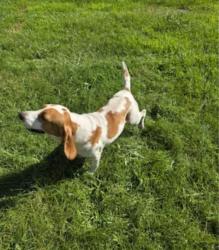 Lost Male Dog last seen M- 37, Battle Creek, MI 49037