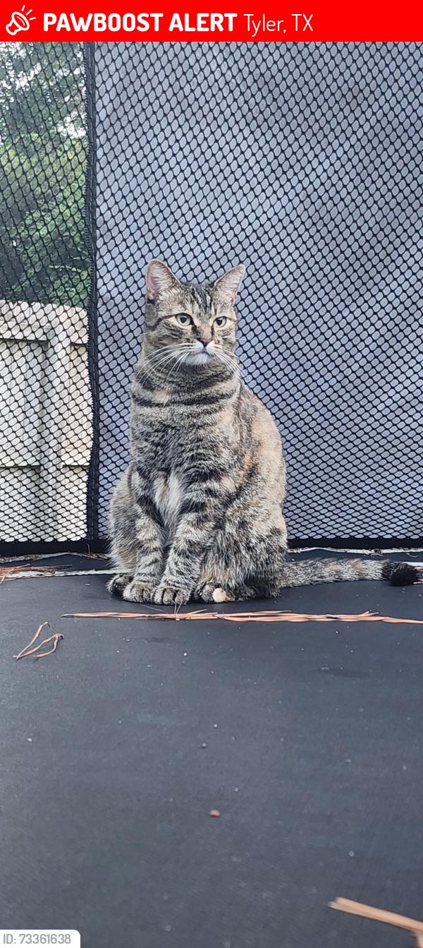 Lost Female Cat last seen Cumberland ests, Tyler, TX 75703