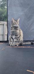 Lost Female Cat last seen Cumberland ests, Tyler, TX 75703